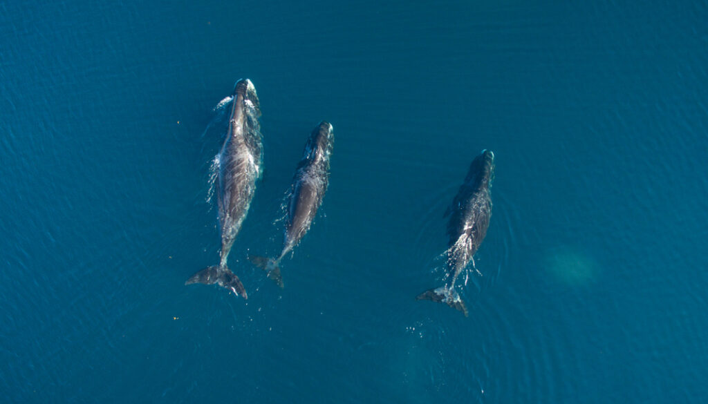 Bowhead whales in Nunavut, Canada