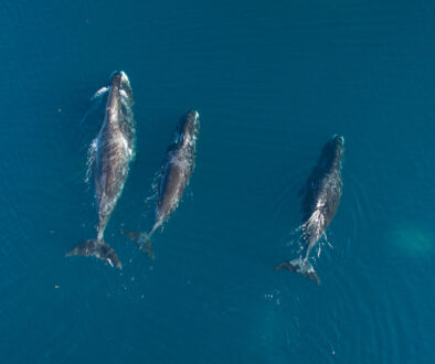 Bowhead whales in Nunavut, Canada