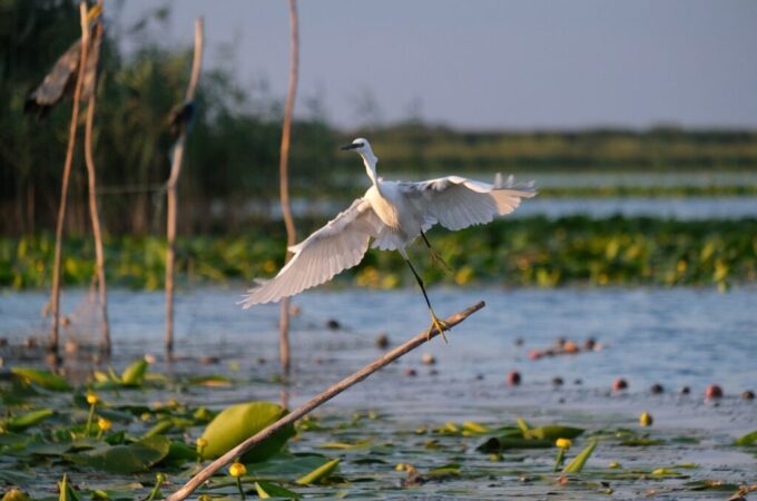 little-egret-5764976_1280