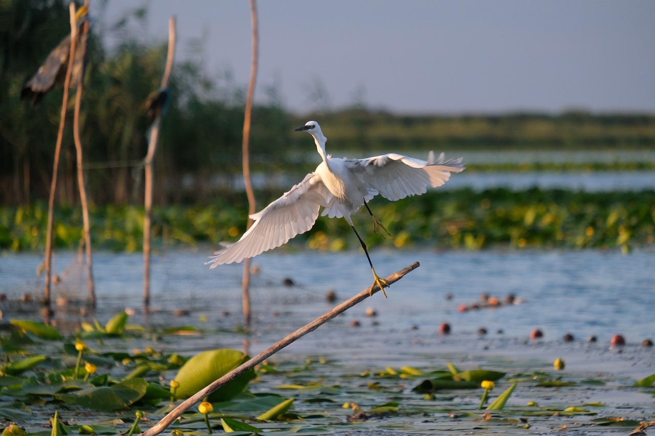 little-egret-5764976_1280